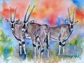 Oryx aus Afrika